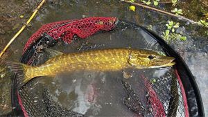 Northern Pike