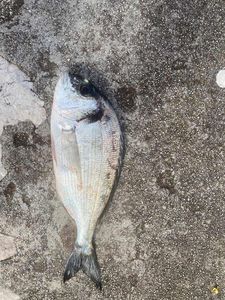 Gilthead Seabream