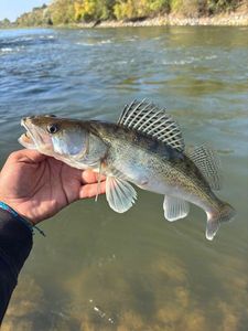 Zander