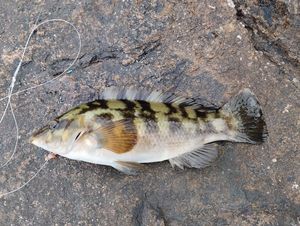 Ballan Wrasse
