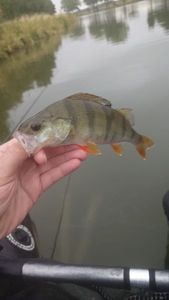 European Perch