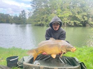 Mirror Carp