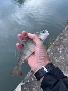 European Perch