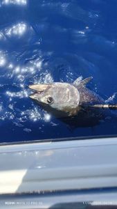 Southern Bluefin Tuna