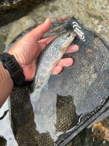 Brown Trout