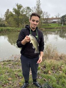 Largemouth Bass