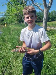 Northern Pike