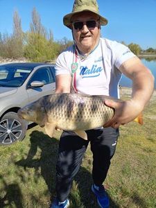 Common Carp