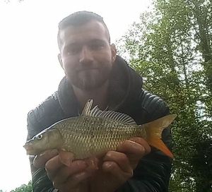 Common Carp