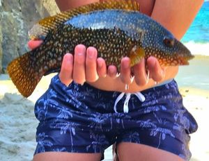 Ballan Wrasse