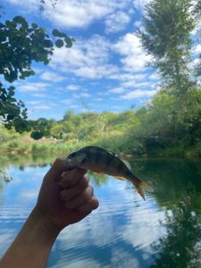 European Perch