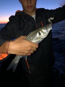 European Bass (Seabass)