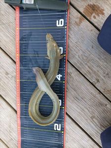 European Eel (Common Eel)
