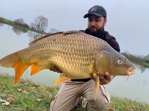 Common Carp