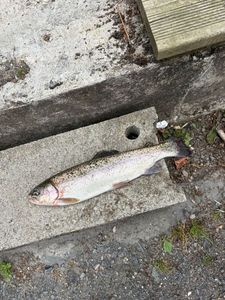 Rainbow Trout