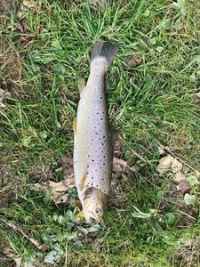 Rainbow Trout