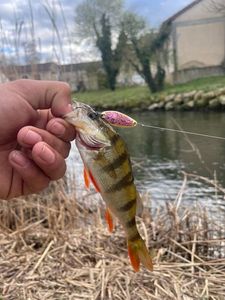 European Perch