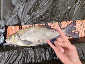 White bream