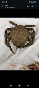 Araignée de Mer Atlantique