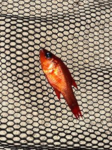 Cardinal Fish