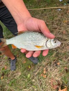 Roach