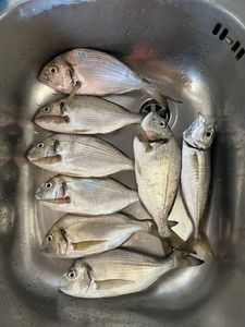 Gilthead Seabream
