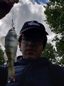 European Perch