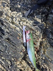 Mackerel