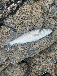 European Bass (Seabass)