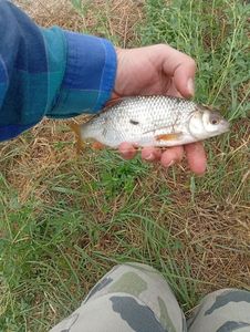 Roach