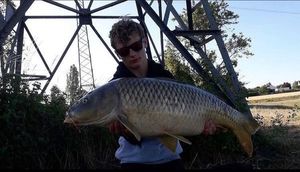 Common Carp