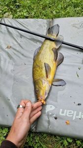 Tench