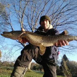 Northern Pike