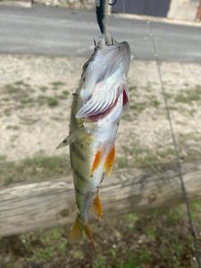 European Perch