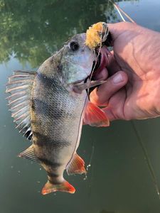 European Perch