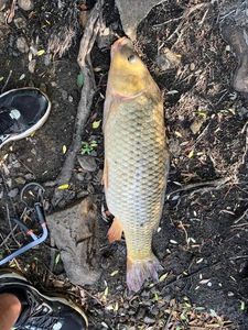 Common Carp