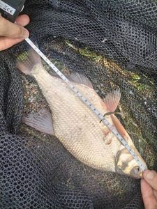 Common Bream