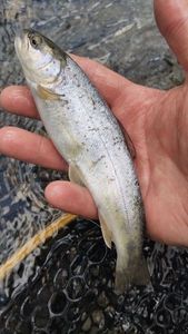 Brown Trout