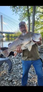 Freshwater Drum