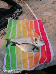 Gilthead Seabream