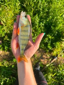 European Perch