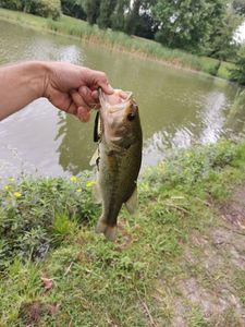 Largemouth Bass