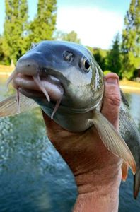 Barbel