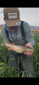 Brown Trout