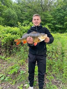 European Perch