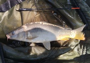 Mirror Carp