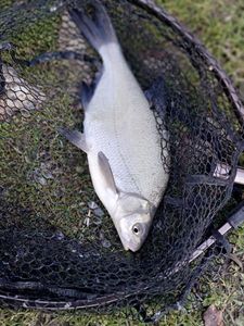 Common Bream
