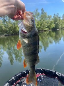 European Perch