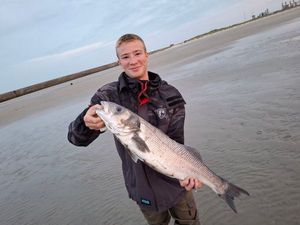 European Bass (Seabass)