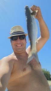 Thicklip Grey Mullet